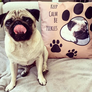 Cushion from @pugpickles_shepherdsambal